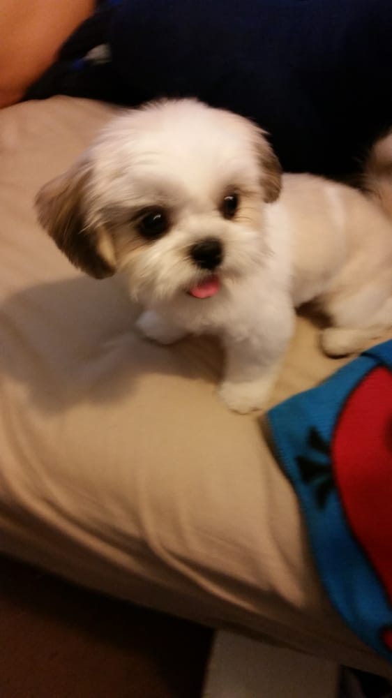 Puppy Haircuts Near Me | dog haircuts near me Puppy Haircuts Near Me | dog haircuts near me