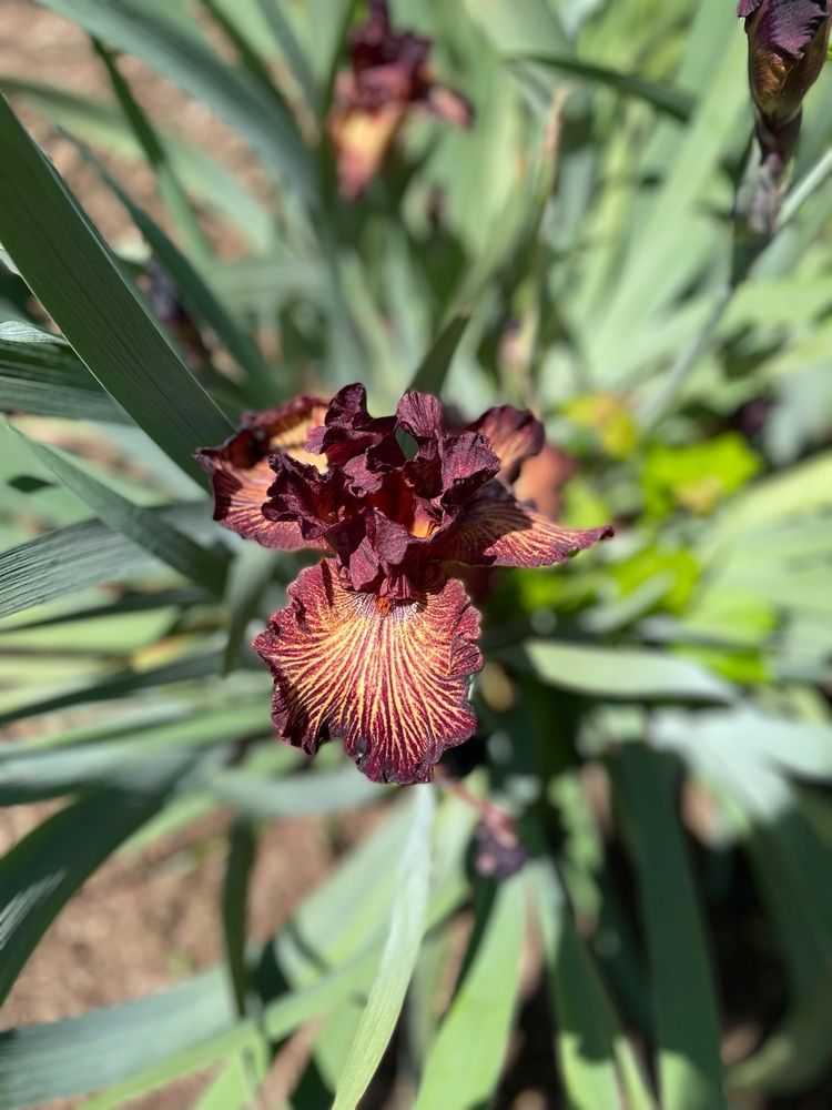 Paul J Ciener Botanical Garden