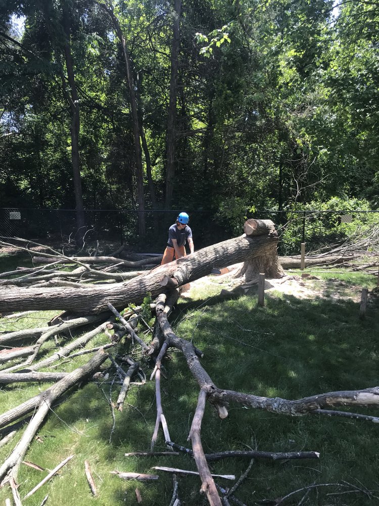 Pin Oak Tree Services