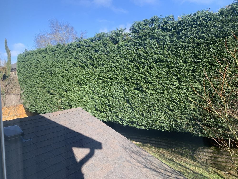 Diego P. Tree Service