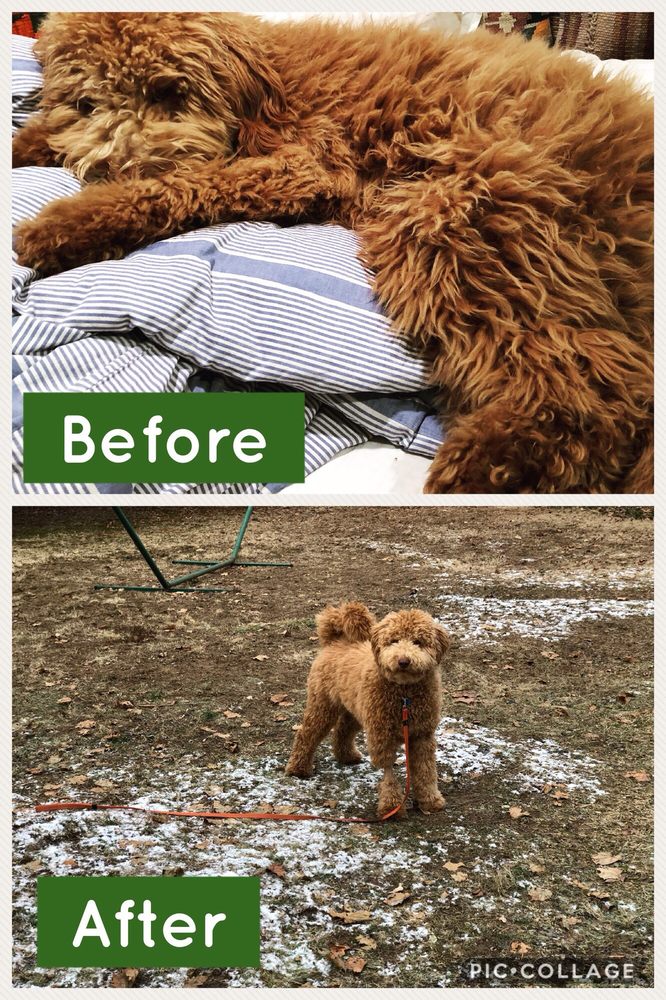 Woof Spa