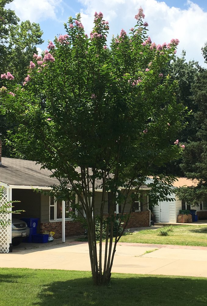 Fruitful Trees and Gardens