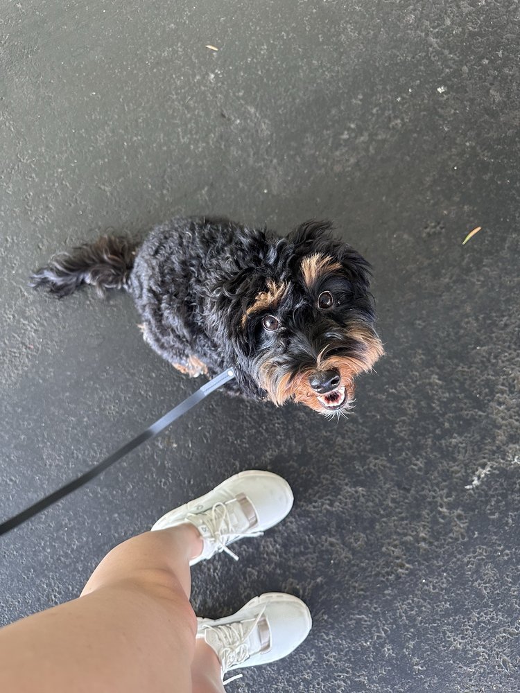 Alpha Dog Training Image
