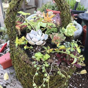 Heavenly Vintage Nursery 166 Photos 70 Reviews Nurseries Photo Of Heavenly Vintage Nursery Fountain Valley Ca United States Beautiful Succulents