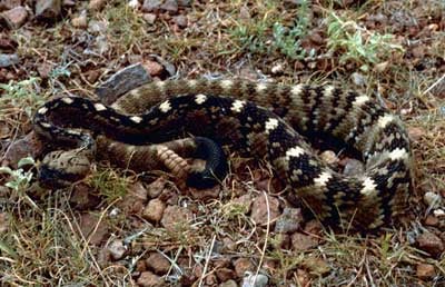 Carolina Wildlife Removal