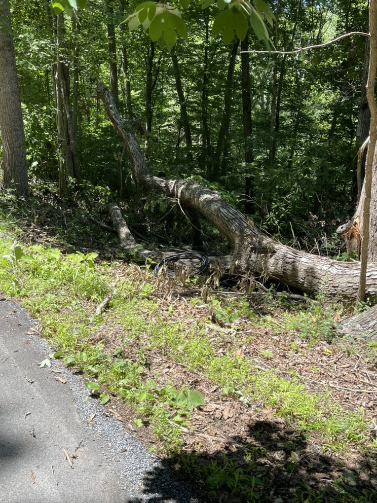 VII Oaks Tree and Yard Service