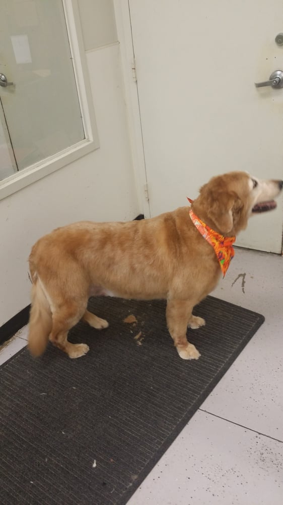 Mobile Dog Grooming Buckhead Atlanta Mobile Dog Grooming Buckhead Atlanta