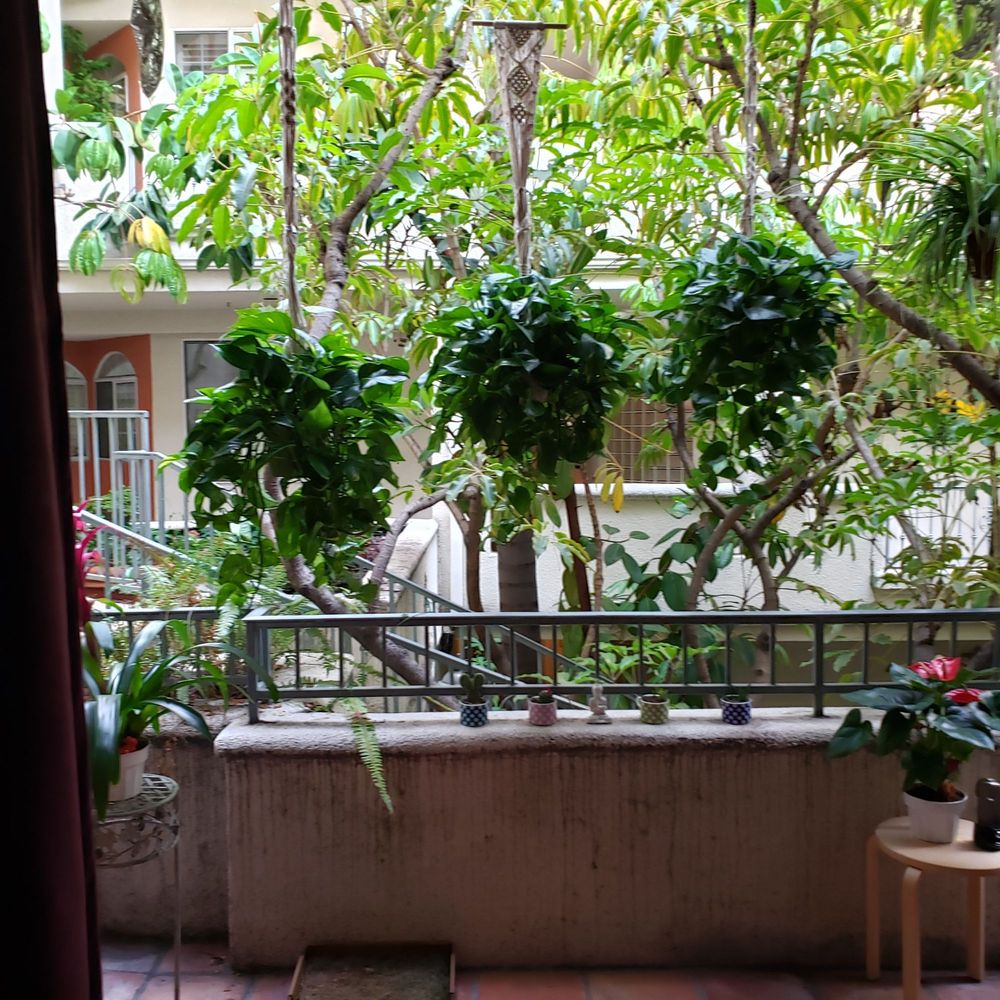Kim's Plants