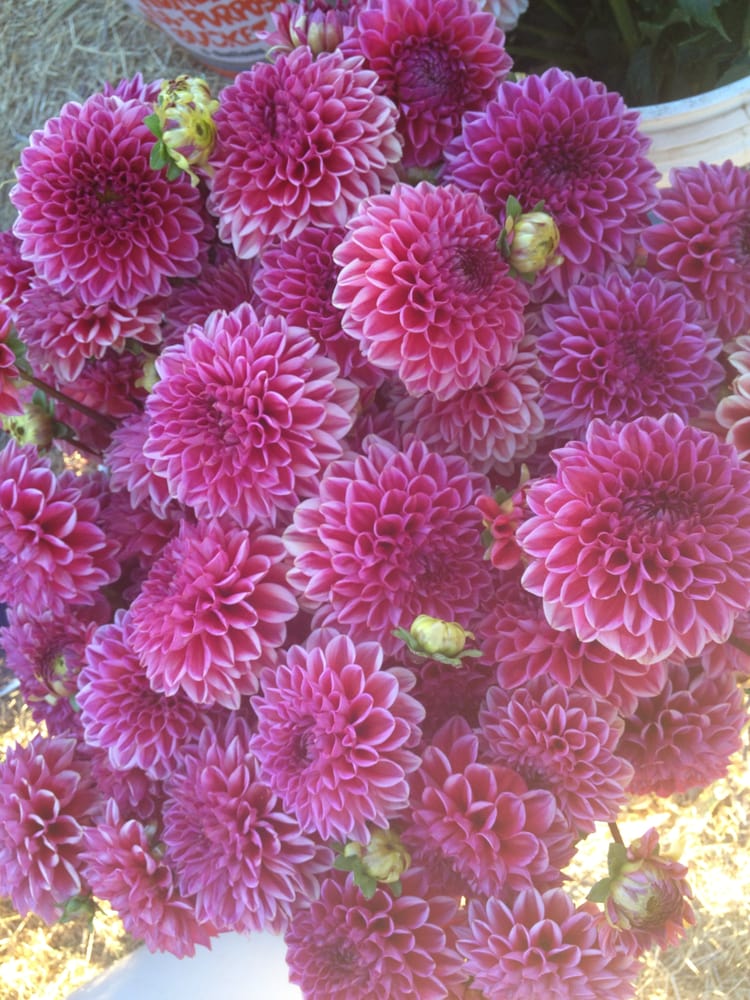 KC Flowers 15 Photos Florists 13480 McFarland St, Galt, CA