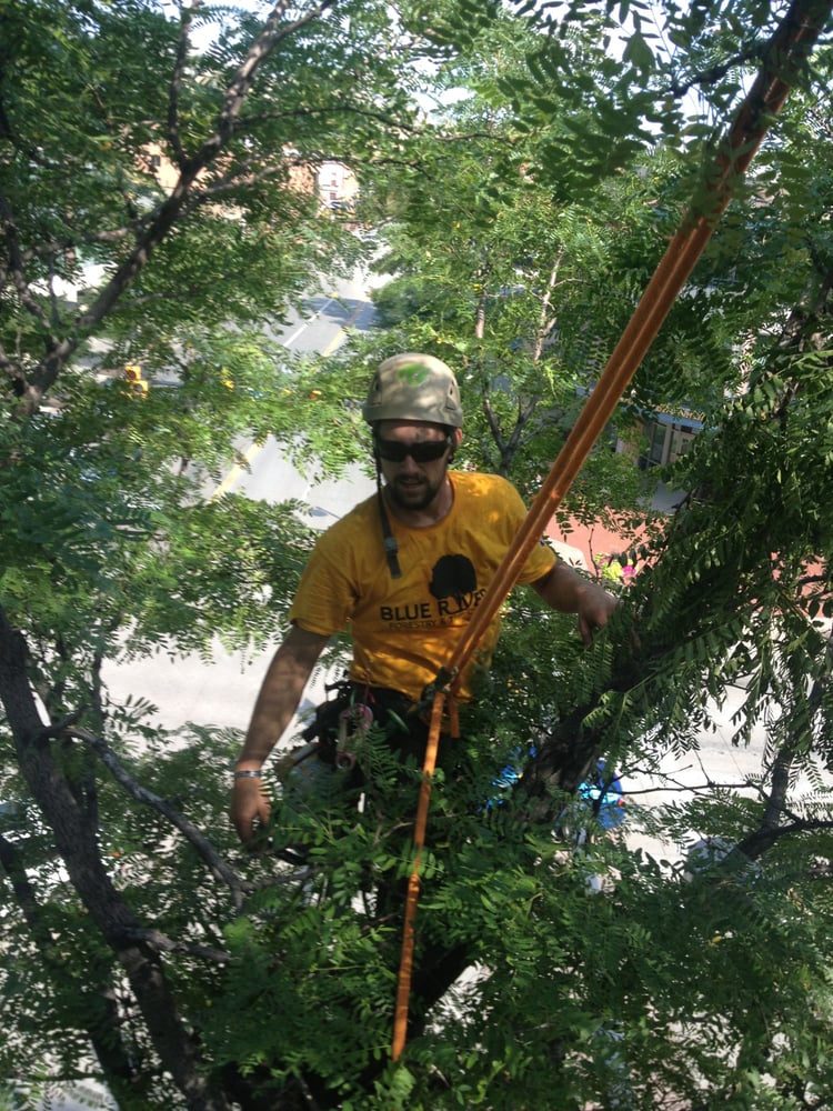Tree T In Central Park Boulder Co Yelp Photo Of Blue River Forestry Tree Care Boulder Co United States