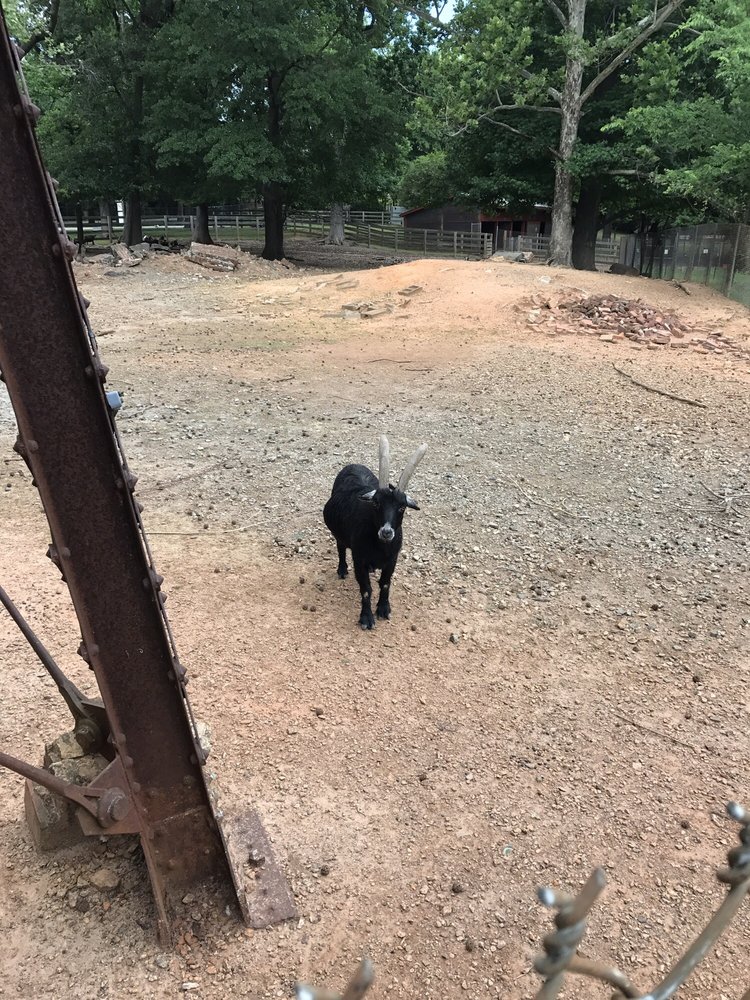 Goats!!!! Yelp