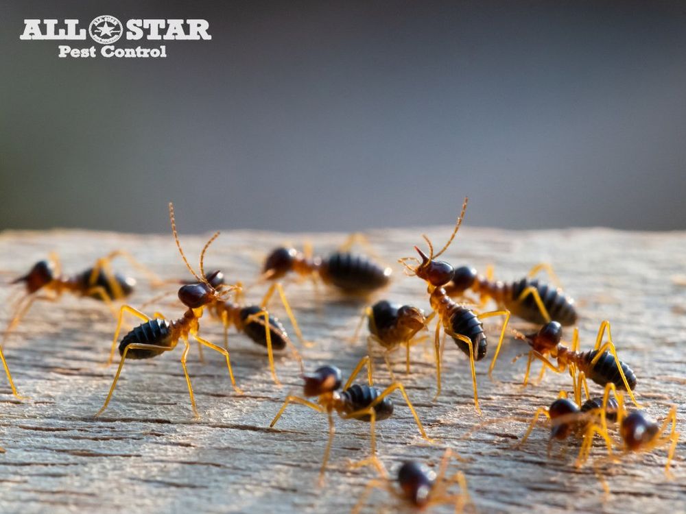 All Star Pest Control