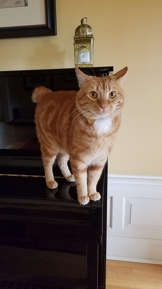 Pet Endeavors