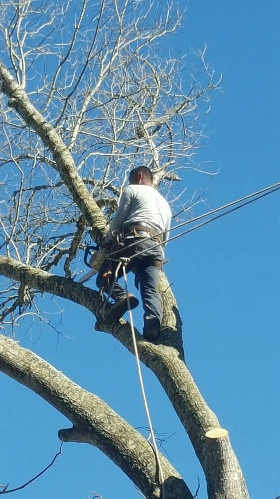 Evergreen Tree Service 13 Photos Tree Services 1014 South Kausman