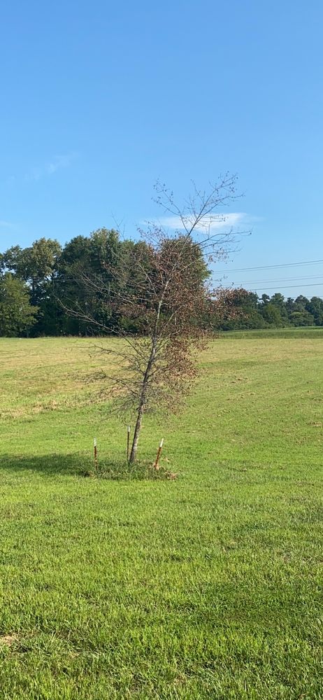 Wofford's Nursery & Landscaping of Clarksville