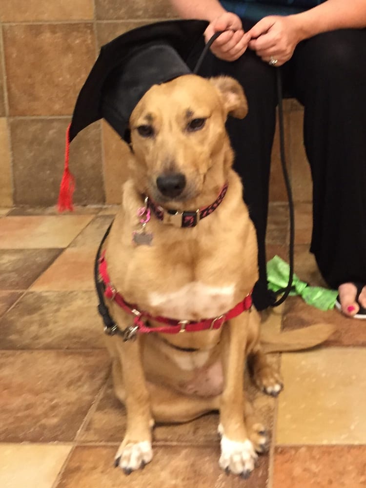 PetSmart 33 Reviews Pet Stores 12100 Inwood Rd, North Dallas, Dallas, TX Phone Number Yelp