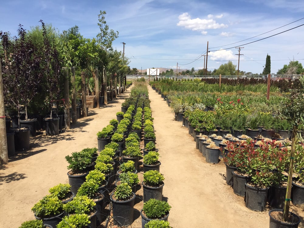 Evergreen Nursery Nurseries & Gardening 1132 W Avenue O4, Palmdale, CA Phone Number Yelp