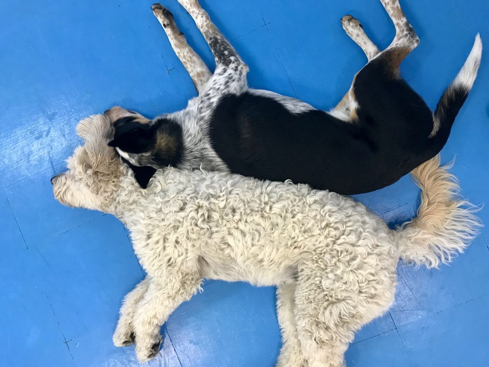 Hounds Like Fun