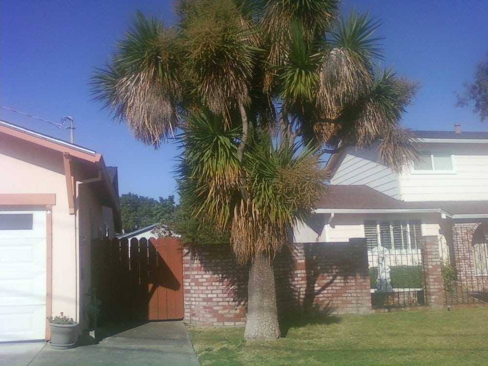 Green Palm Dracaena tree (cordyline australis) Before