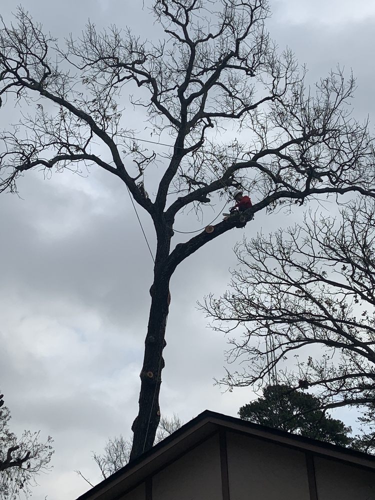 Lester's Tree Service