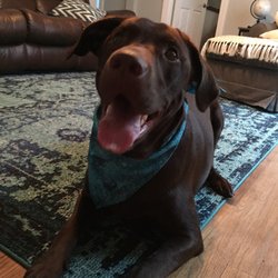 the dog spot petcare closed 30 reviews pet sitting 909 ogden