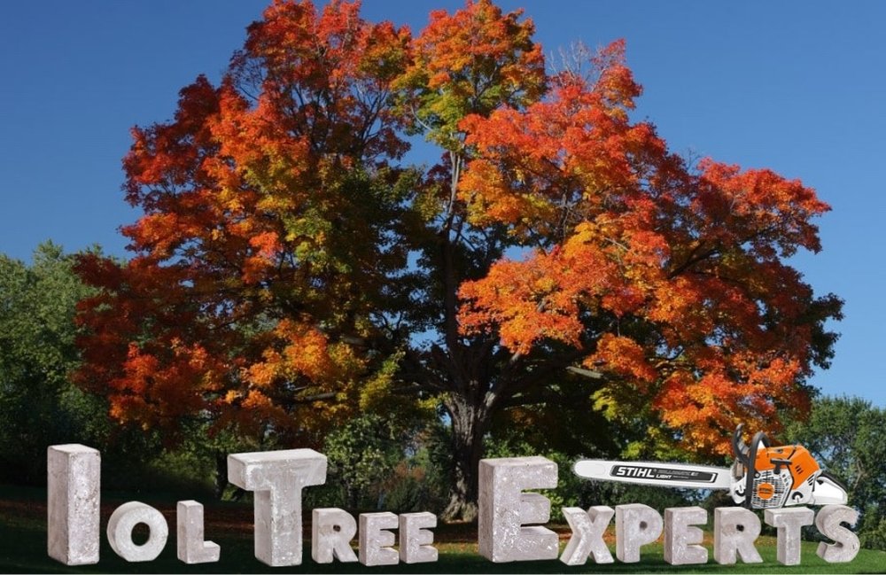 IOL Tree Experts