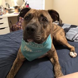 dog grooming near me petsmart