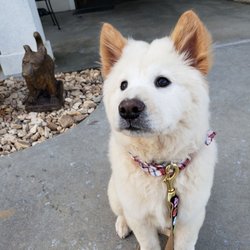 dog grooming bentonville ar dog grooming bentonville ar