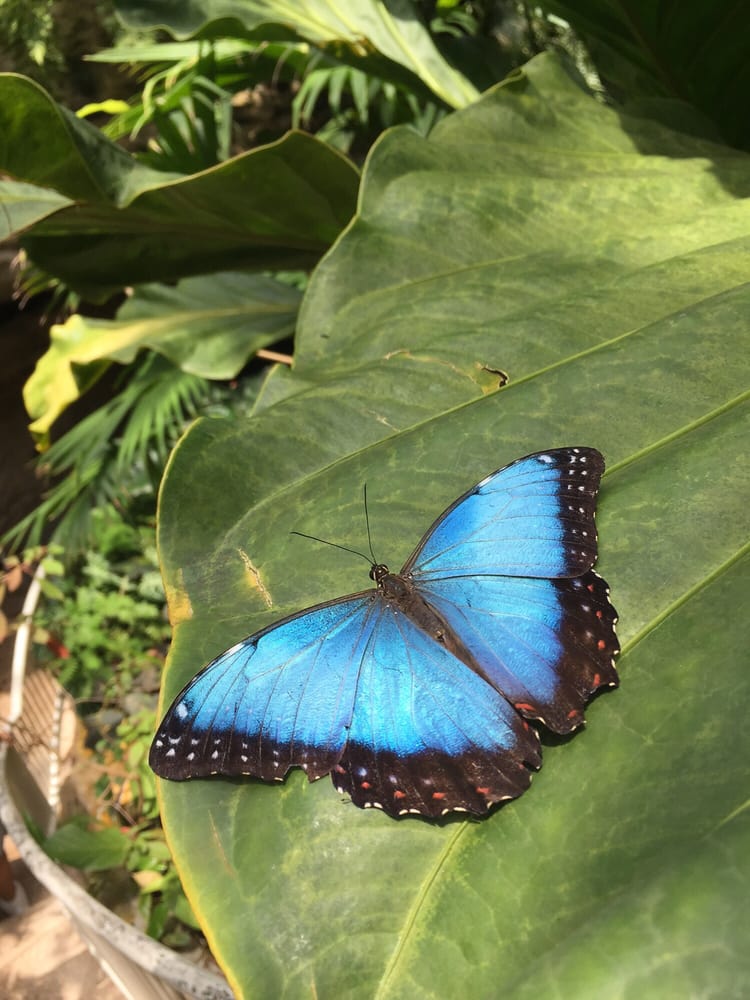 Cockrell Butterfly Center 167 Photos Museums Museum District