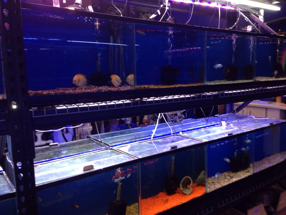 Lucky Tropical Fish 10 Photos & 13 Reviews Local Fish Stores 4730