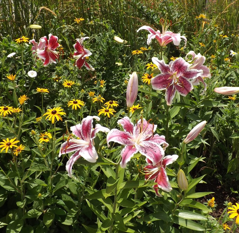 Schenley Plaza