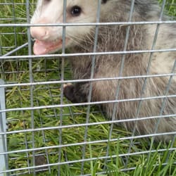 Bat Specialist Of Michigan 28 Photos Pest Control 490 N Hurd Photo Of Bat Specialist Michigan Ortonville Mi United States Opossum Removal