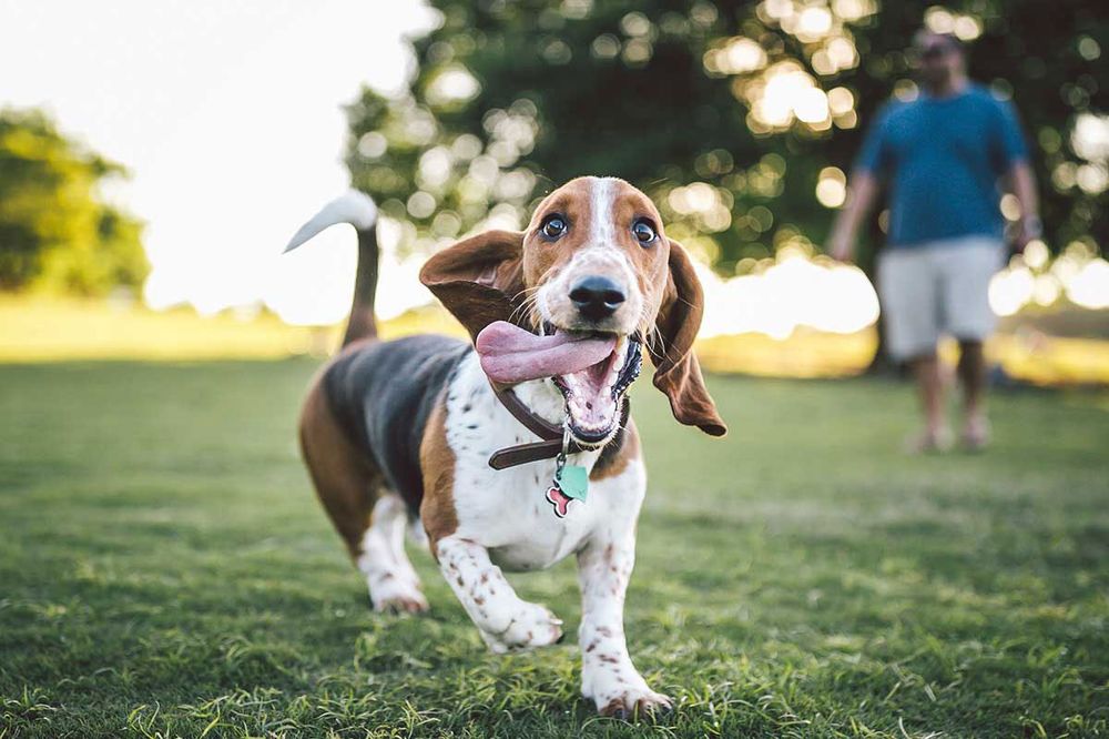 good affordable vets near me