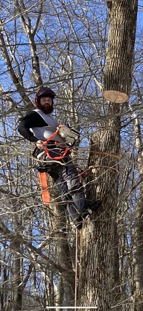 Odd Job The Tree Specialist
