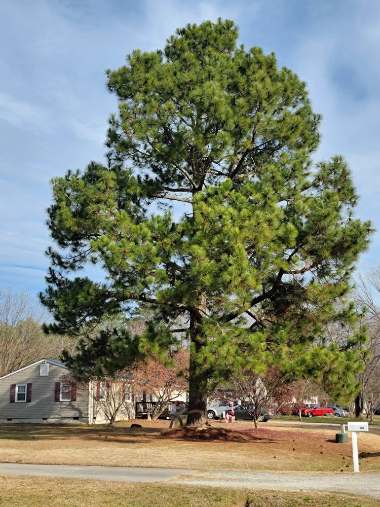 Stump B Gone Tree Removal Services and Stump Grinding