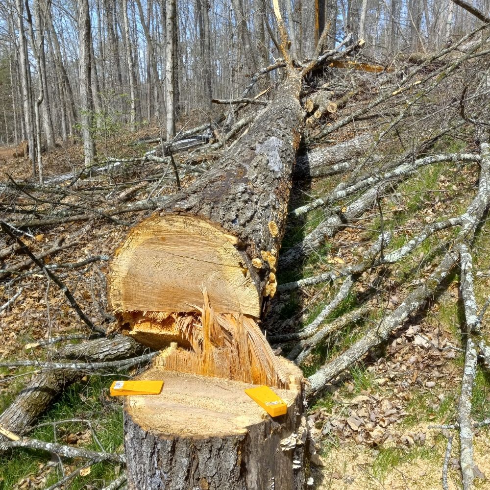 TN Tree Beasts