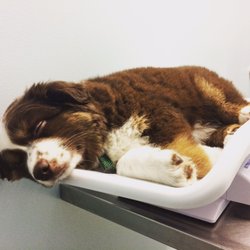 Companion pet clinic coupons