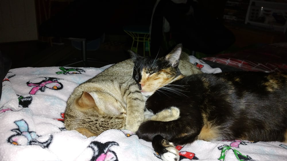 feral friends animal rescue shelters 13410 preston feral friends animal rescue shelters 13410 preston