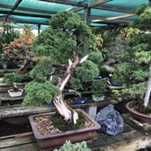 Yamaguchi Bonsai Nursery 154 Photos 82 Reviews Nurseries Photo Of Yamaguchi Bonsai Nursery Los Angeles Ca United States