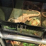 Exotic Amphibian & Reptile Center - 25 Photos - Pet Stores - 343 Lemay Ferry Rd, Saint Louis, MO ...