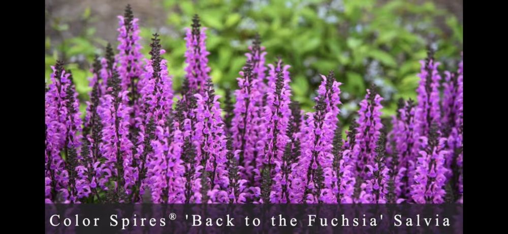 Rose Hart Pest Control