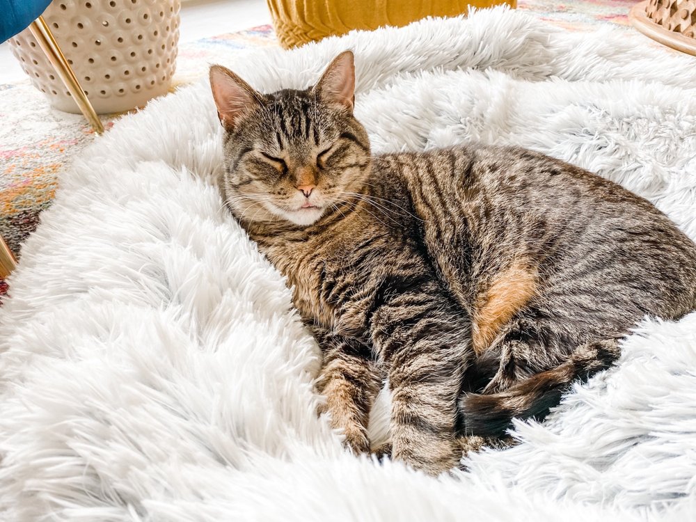 Elevation Restoration & Floor Cleaning