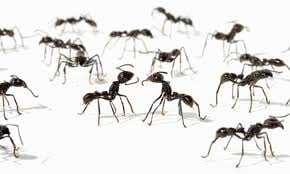 Barlows Pest Control