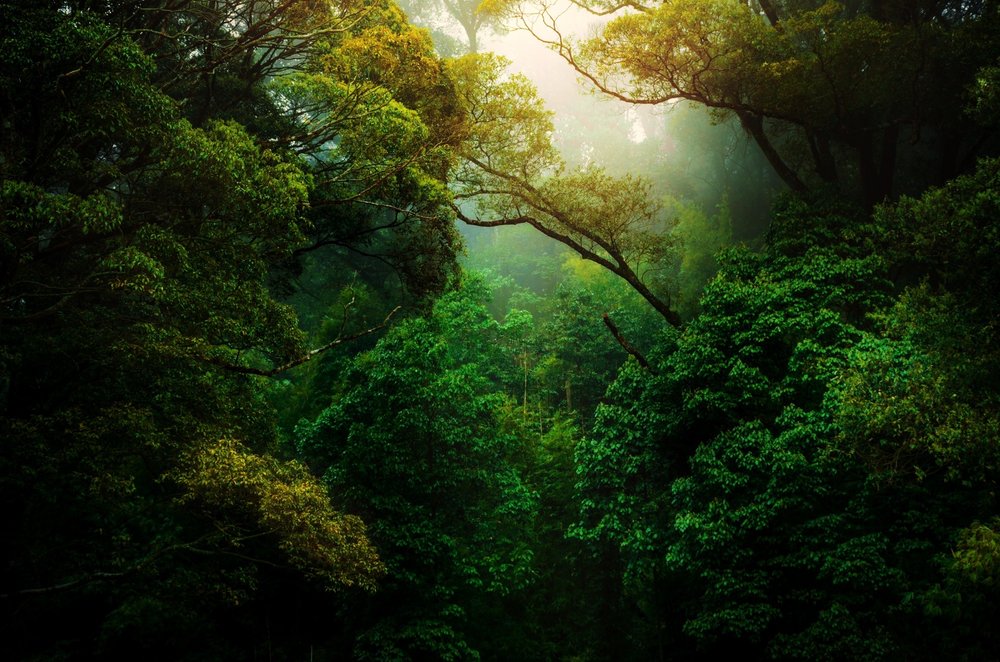 Tranquil Healing by Susan Carr, LMT