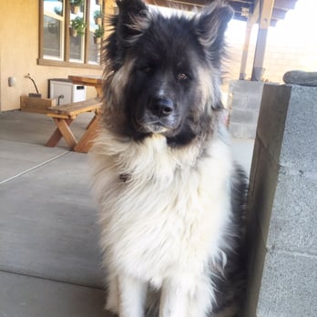 North Bay Akitas Goldenacresdogs Com