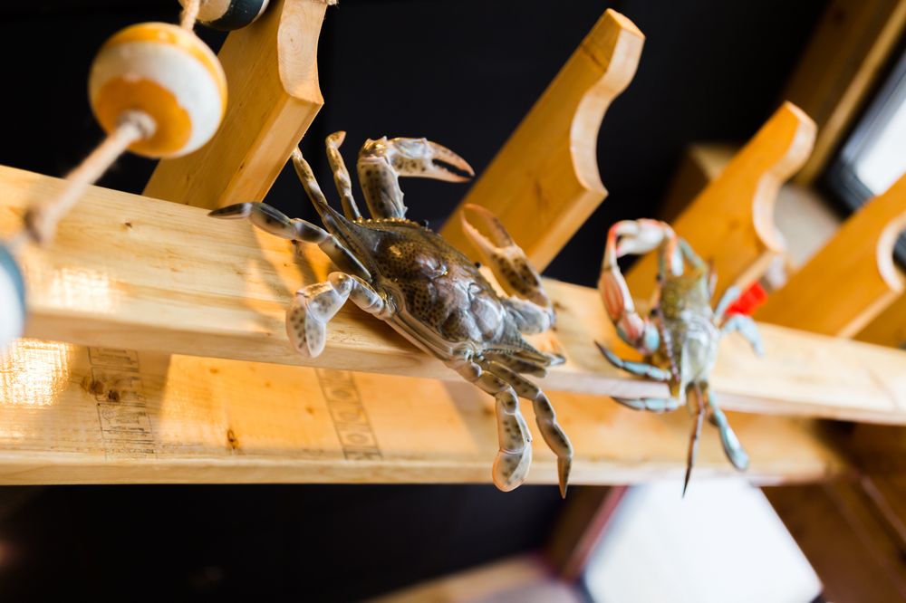 Shakin Crab