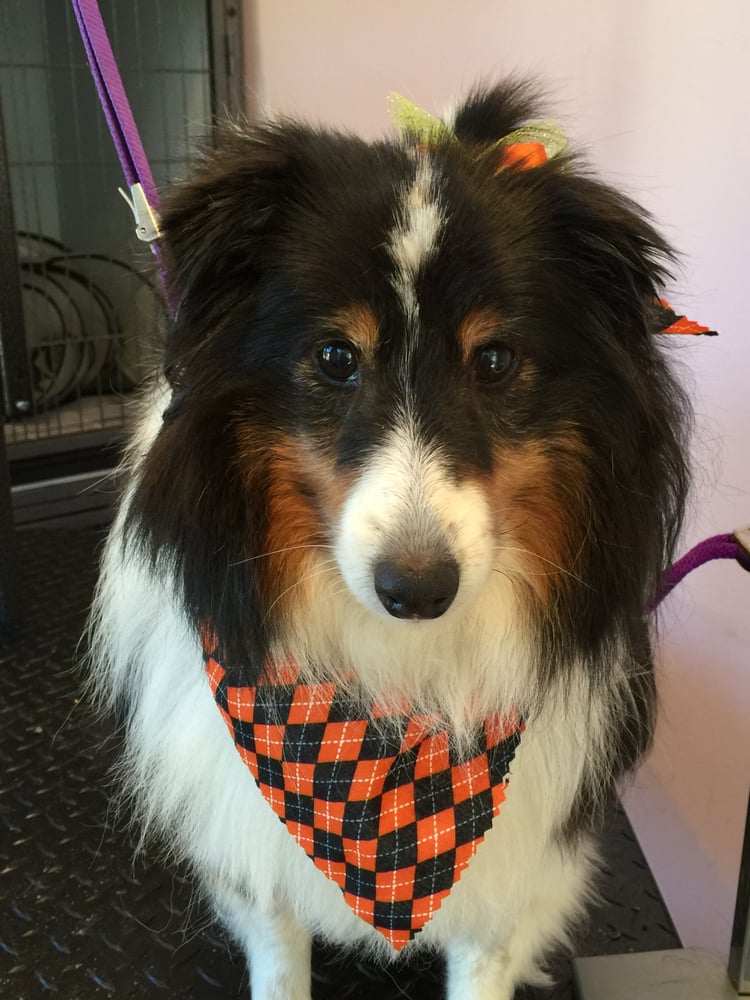 Yuppy Puppy Pet Grooming Salon Pet Groomers 350 County Rte 25