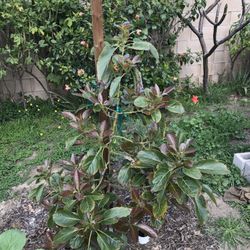 Photo of Atkins Nursery - Fallbrook, CA, United States. Kona Sharwil from Atkins nursery