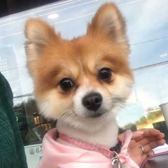 Dog Groomer Glue Ear Los Angeles Dog Groomer Glue Ear Los Angeles