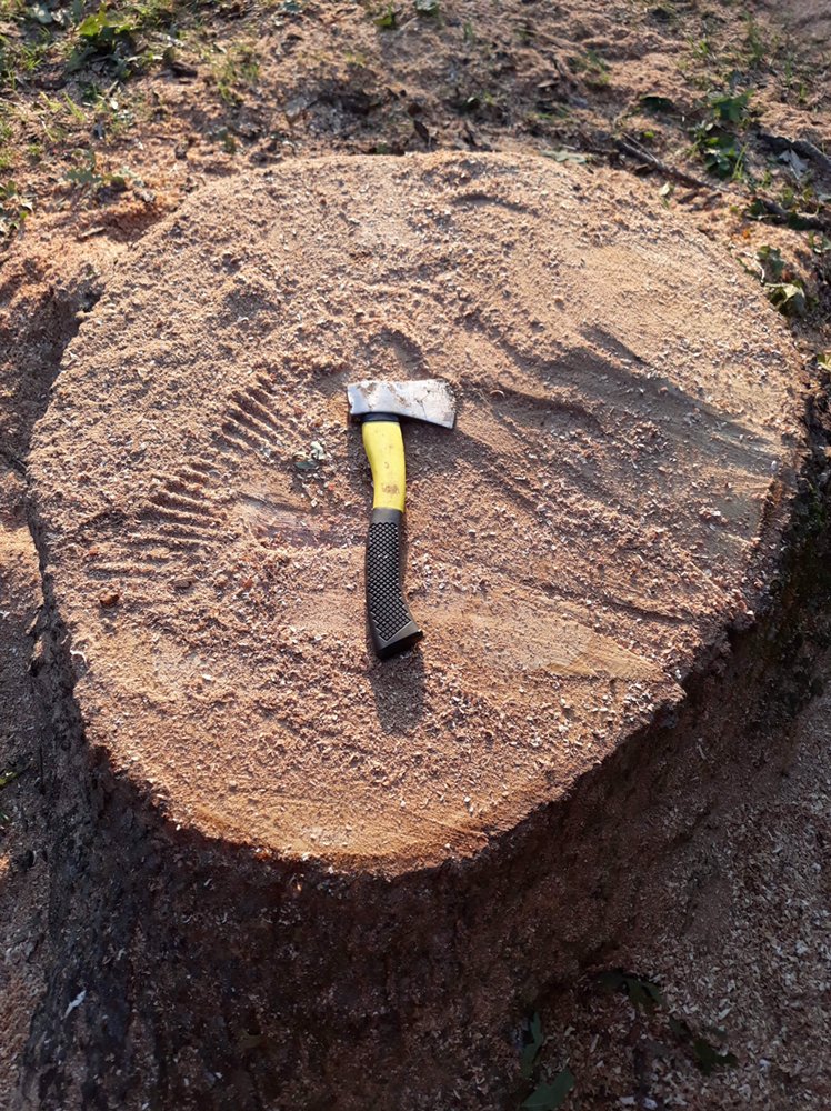 Tree Guys and a Truck